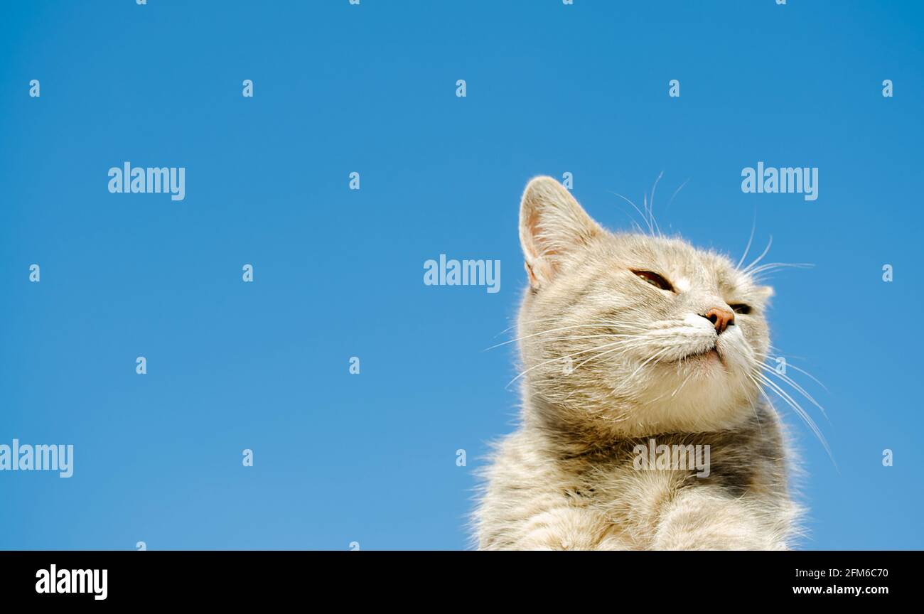 Drôle de chat gris sur un fond de ciel bleu. Portrait PET. Chaton rayé. Animal. Copier l'espace. Concentrez-vous sur votre visage Banque D'Images