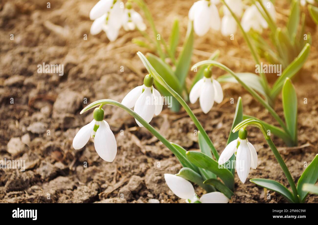 Magnifiques gouttes de neige blanches dans le jardin de printemps. Fleurs parfumées au printemps. Nature. Lumière du soleil. Mise au point sélective douce Banque D'Images