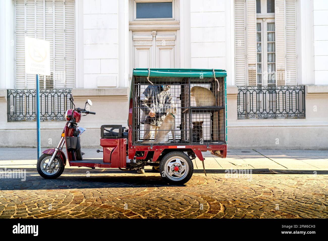 Chiens assis dans le coffre d'une moto pour après une promenade Banque D'Images