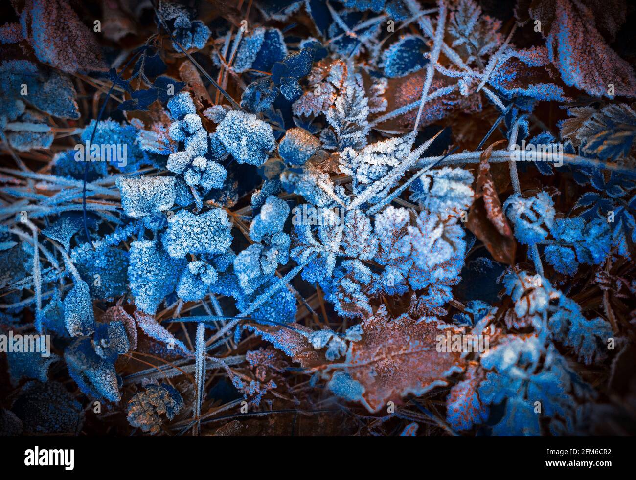 Belles feuilles givrée, gros plan, couleurs vives, concept nature d'hiver. Banque D'Images