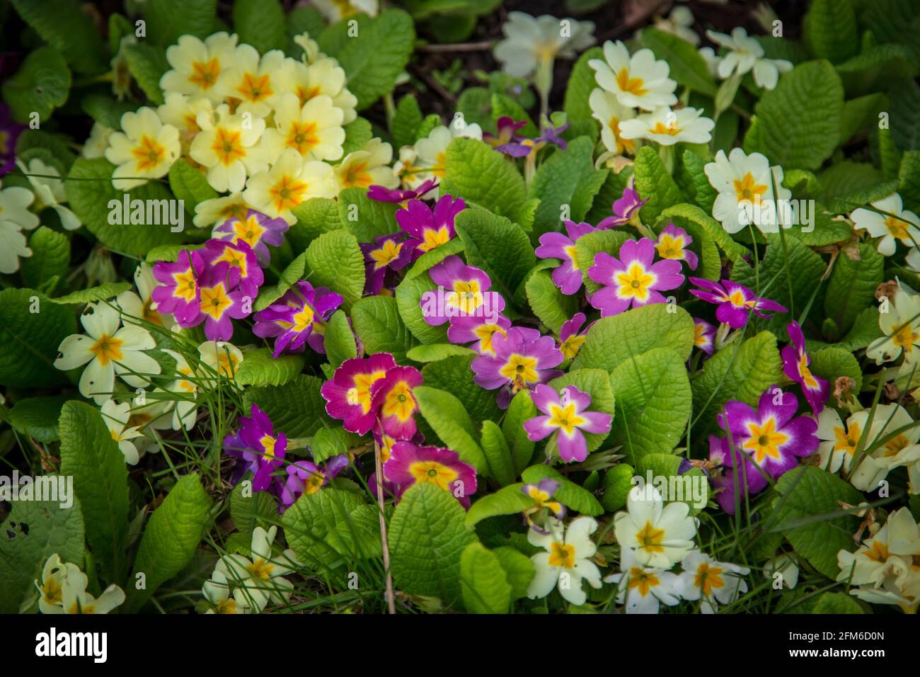 Premrose jaune et violet, fleurs de printemps (Primula) Banque D'Images