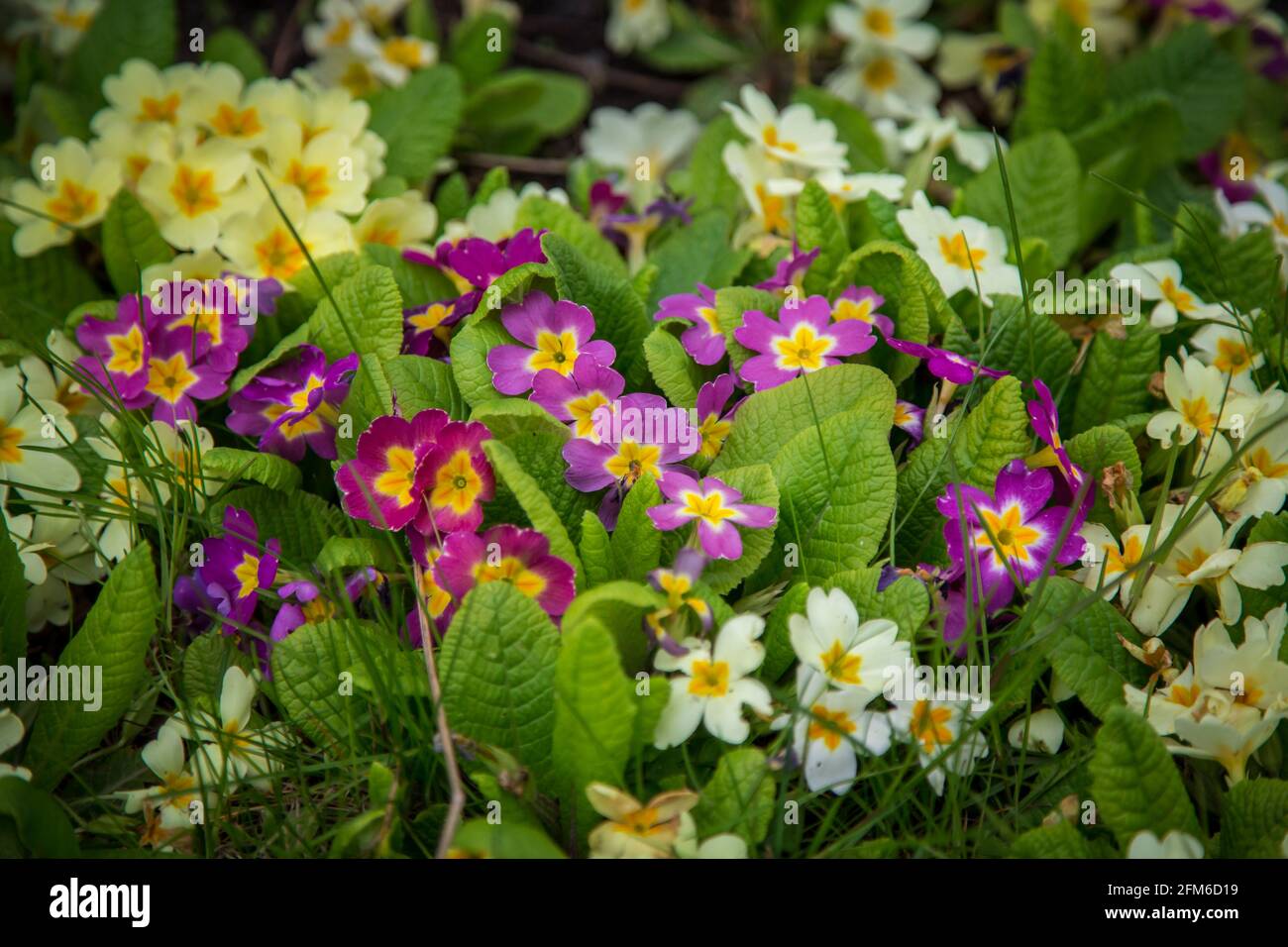 Premrose jaune et violet, fleurs de printemps (Primula) Banque D'Images
