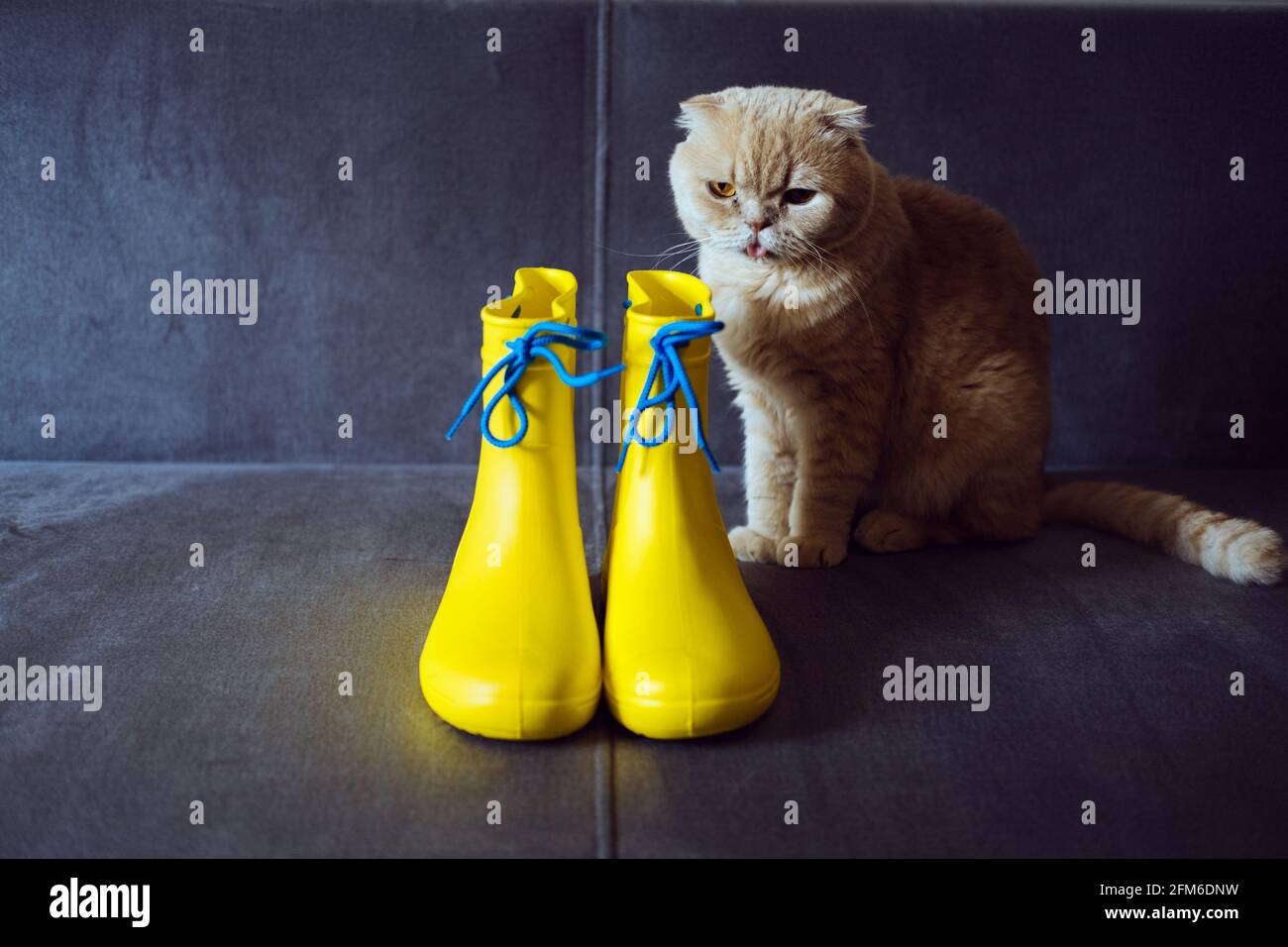 Humeur Pluvieuse Tenue Pour Les Jours De Pluie Bottes En Caoutchouc Jaune Et Chat Ecossais Plient Sur Un Canape Gris Couleurs De L Annee Gris Ultime Et Jaune Lumineux Photo Stock Alamy