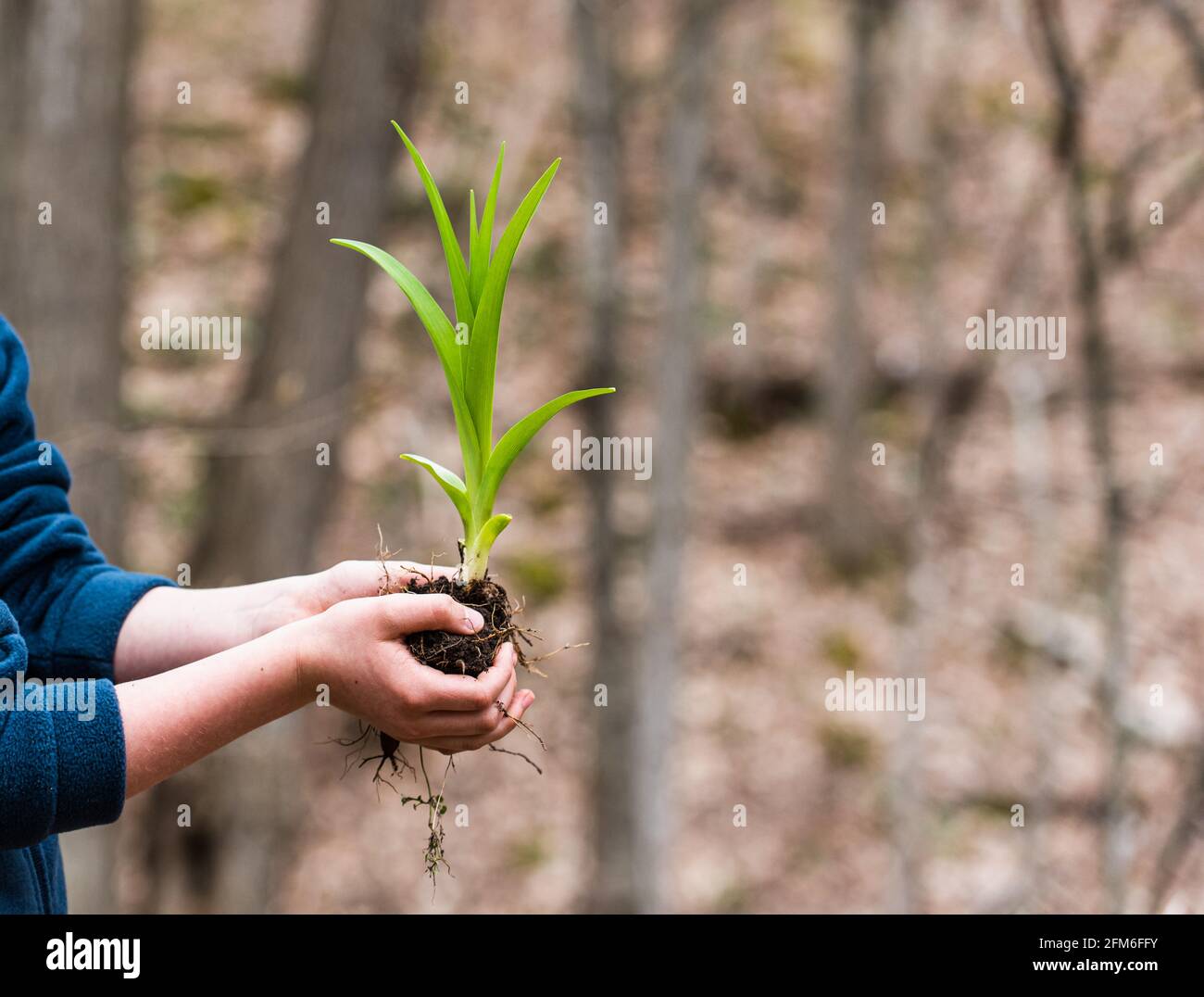 Les mains de l'enfant tiennent la plante verte sur un arrière-plan extérieur flou. Banque D'Images