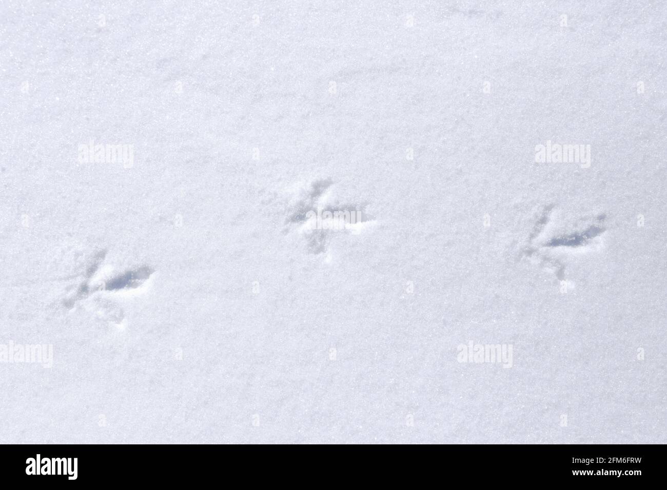 Rock ptarmigan (Lagopus muta / Lagopus mutus) pistes / empreintes dans la neige en hiver Banque D'Images