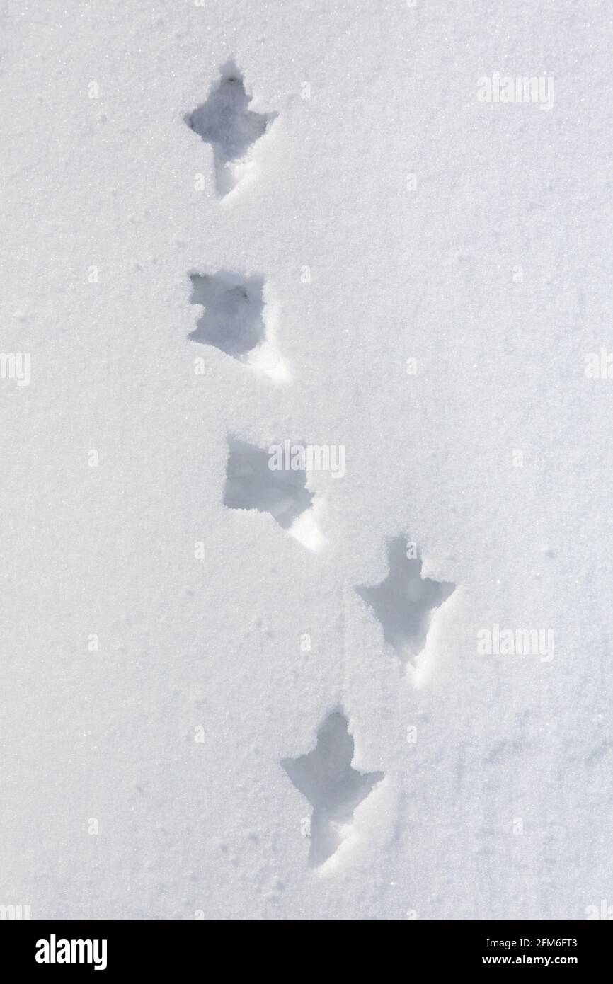 Lagopède de roche (Lagopus muta / Lagopus mutus) pistes profondes et empreintes de pas dans la neige douce en hiver Banque D'Images