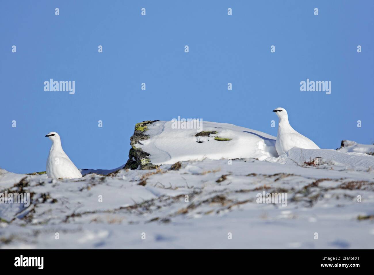 Lagopède de roche (Lagopus muta / Lagopus mutus) couple en plumage blanc d'hiver camouflé dans la neige la toundra Banque D'Images