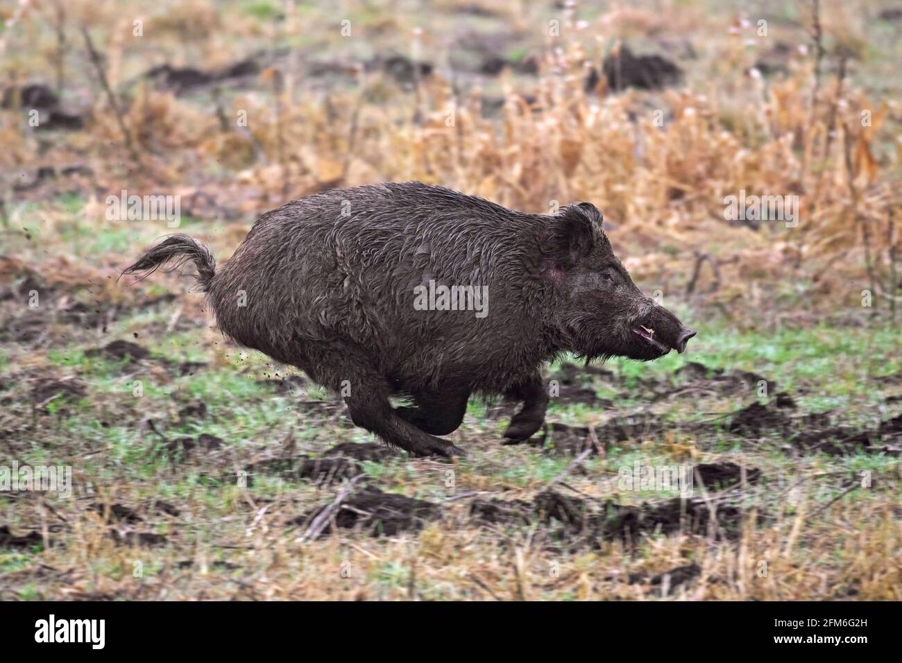 Sanglier chassé (sus scrofa) course / fuite au-dessus du champ pendant la battue Banque D'Images