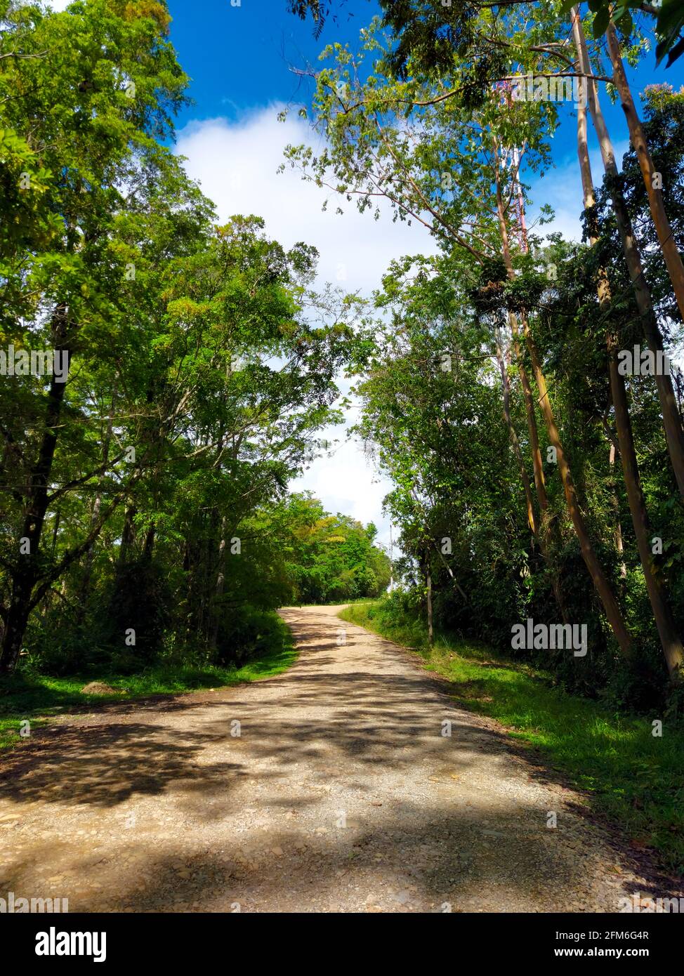 Sentier entouré d'arbres et de végétation verte à Miravalles, Peréz Zel Banque D'Images
