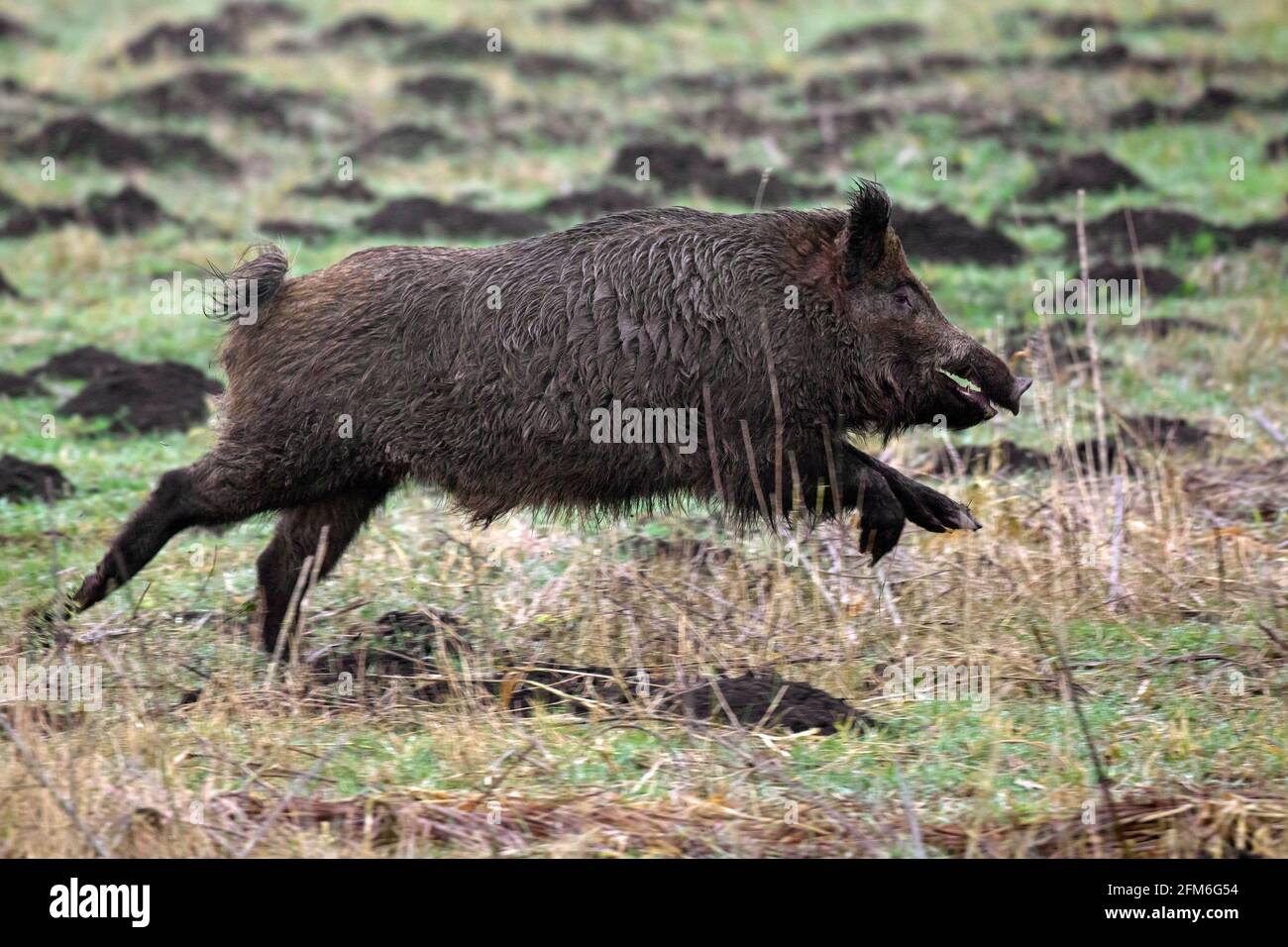 Sanglier chassé (sus scrofa) course / fuite au-dessus du champ pendant la battue Banque D'Images