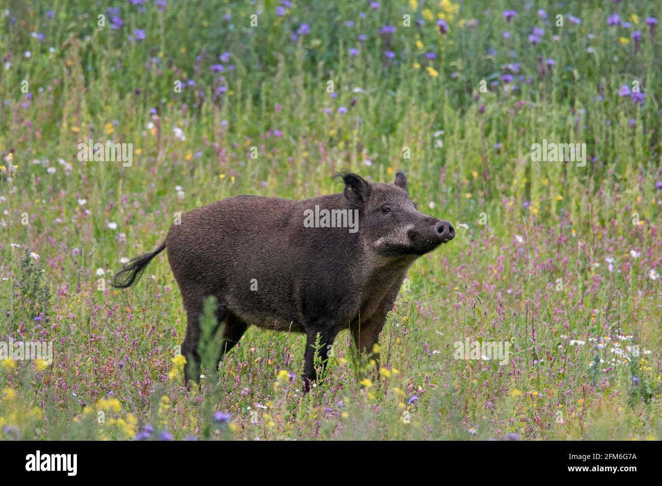 Sanglier (sus scrofa) mâle dans la prairie avec fleurs sauvages en été Banque D'Images