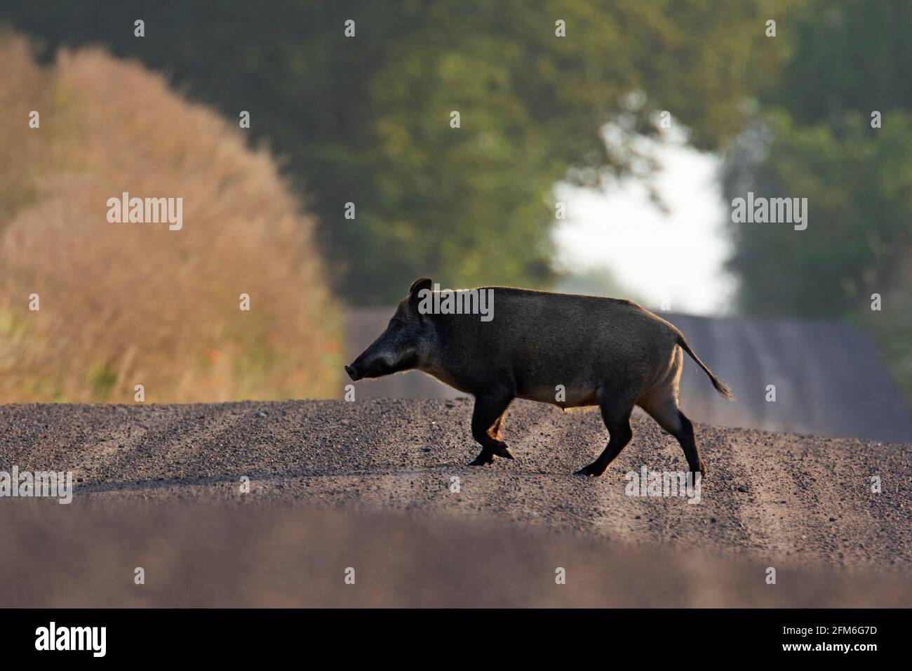 Sanglier (sus scrofa) femme / truie traversant la route de terre rurale dans la forêt dans été Banque D'Images