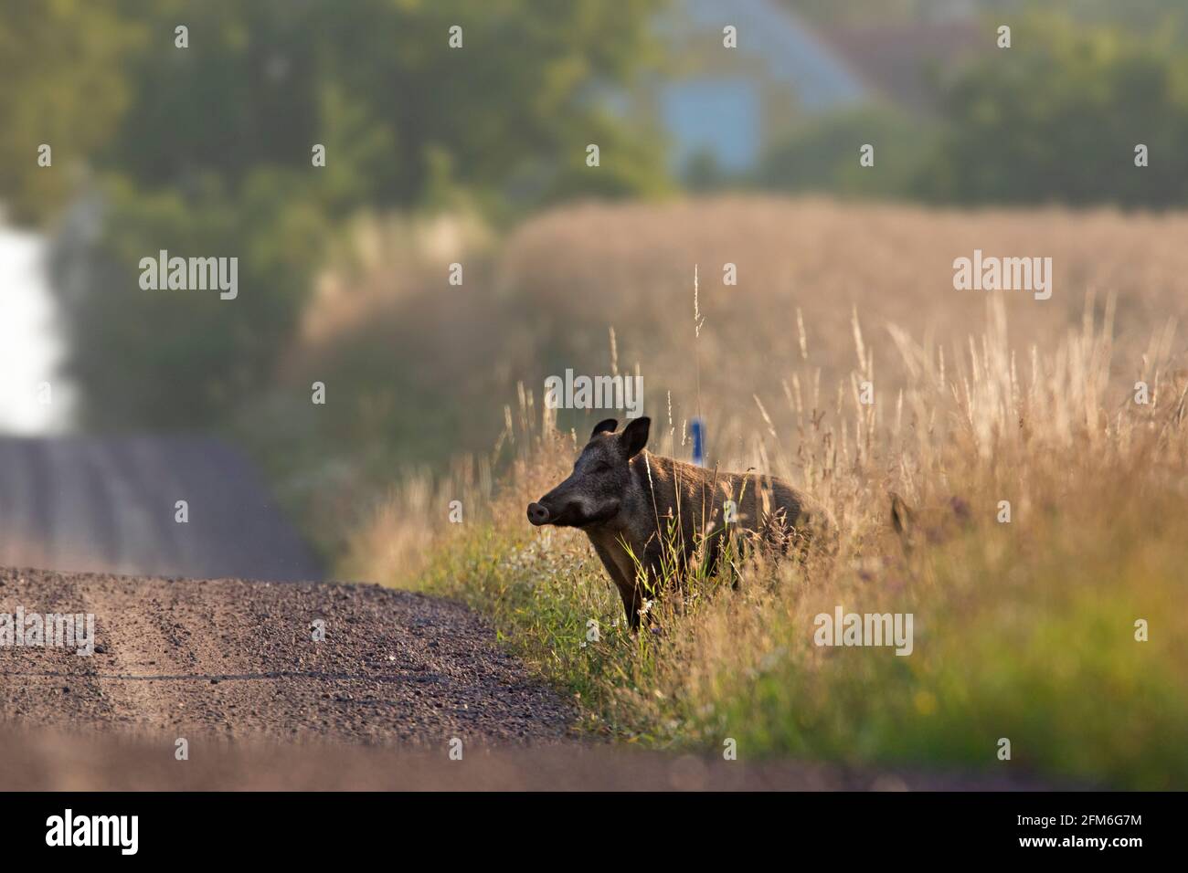 Sanglier (sus scrofa) femelle / truie sortant du champ et traversant la terre rurale route en été Banque D'Images