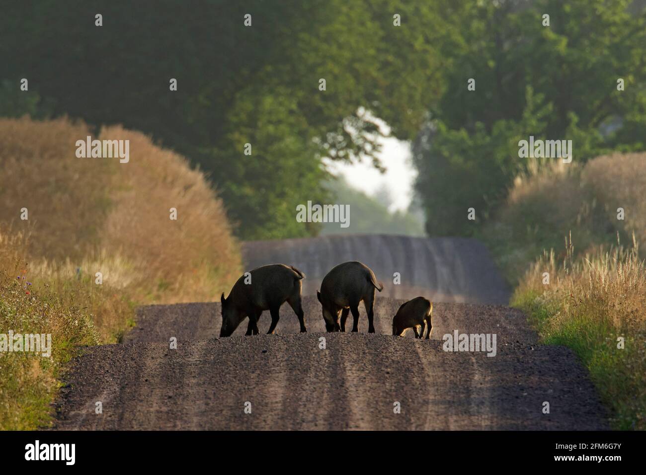 Sangliers (sus scrofa) avec la recherche de jeunes le long de la route de terre rurale dans la forêt en été Banque D'Images