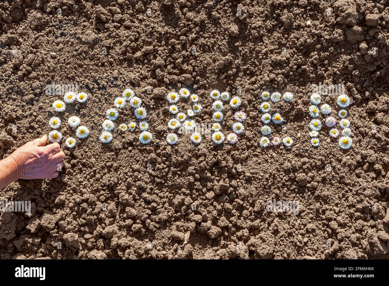 Le jardin du mot est orné de fleurs blanches sur le sol Banque D'Images