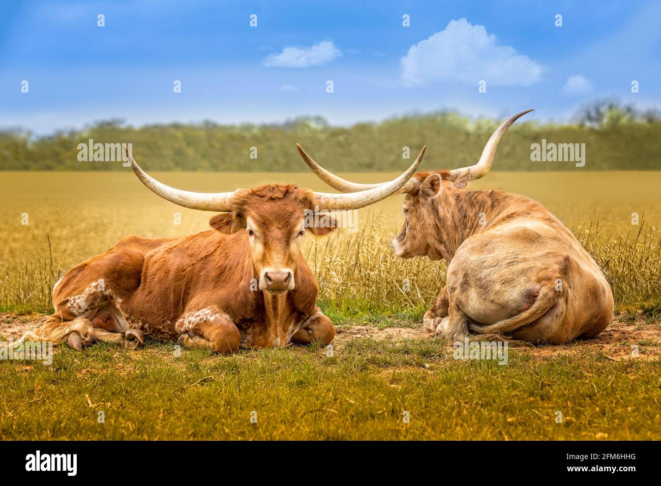 Arrière et avant, deux vaches Longhorn du Texas se détendent sur un pré de printemps vert dans le pays de la colline Banque D'Images