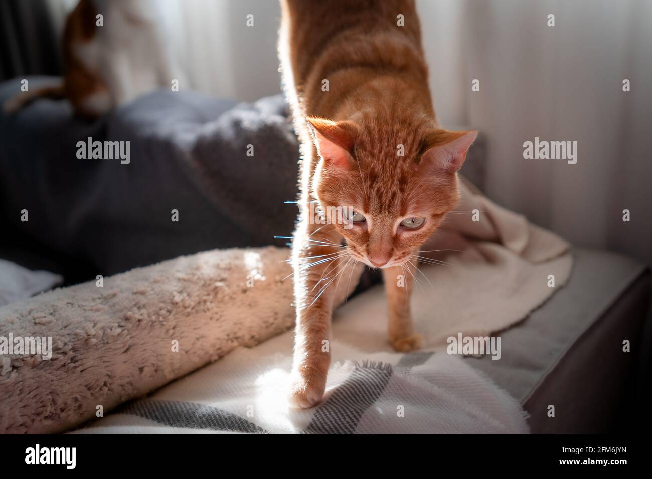 Tabby Brun Chat Avec Les Yeux Verts Saute Sur Le Canape Sous La Lumiere De La Fenetre Photo Stock Alamy Tabby Brun Chat Avec Les Yeux Verts Saute Sur Le Canape Sous La Lumiere De La Fenetre Photo Stock Alamy