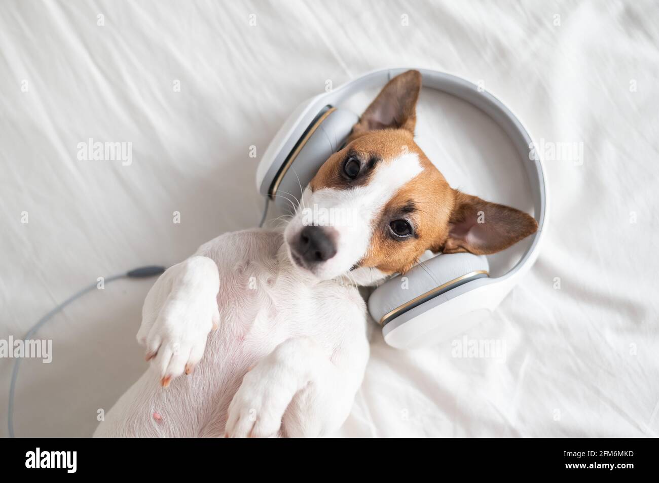 Adorable chien Jack russell terrier se trouve sur le dos sur le lit et écoute de la musique sur les écouteurs. Banque D'Images