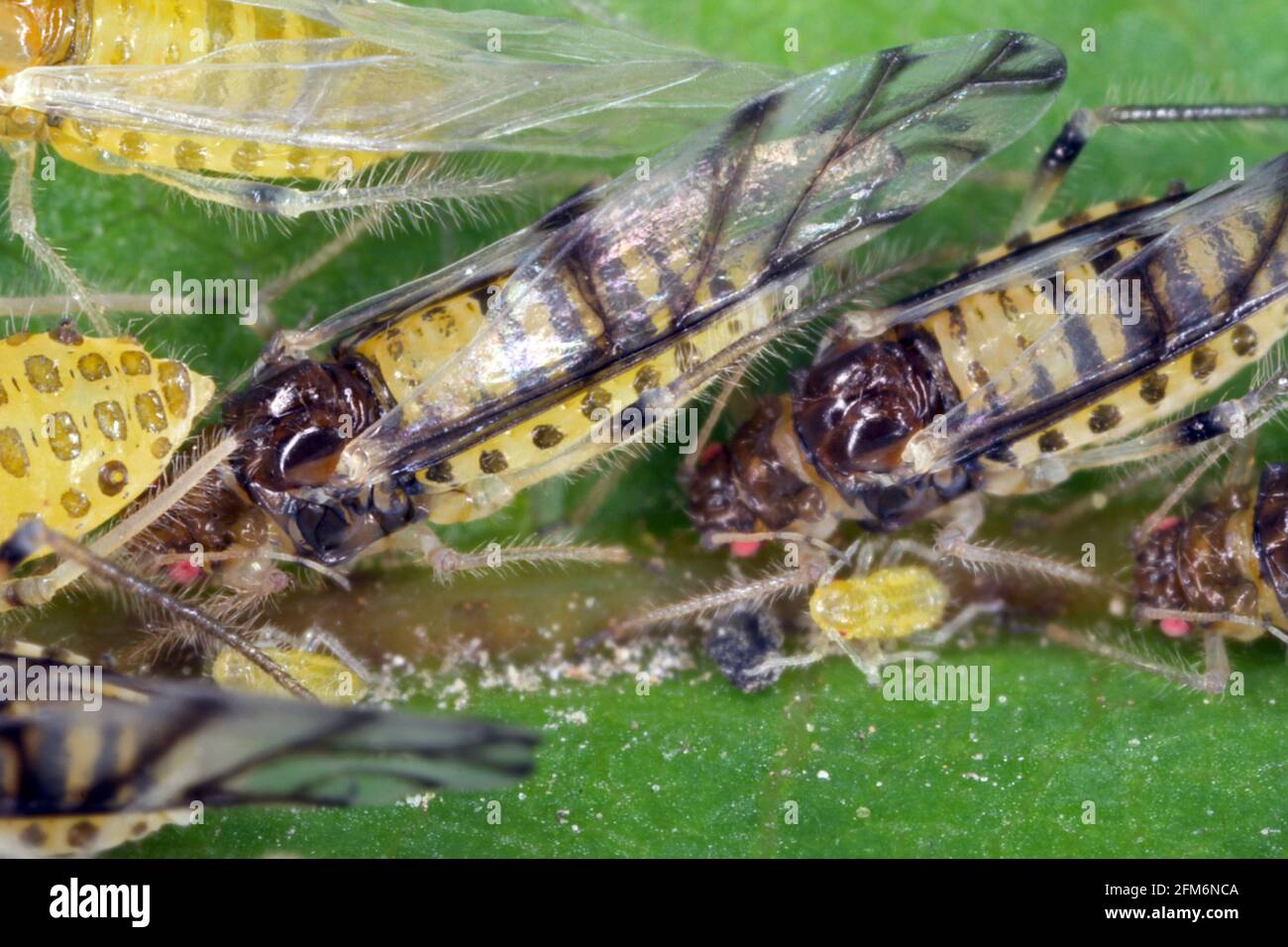 Grand puceron de noyer (Panaphis juglandis) sur la face supérieure de la feuille de nymphes de noyer (Juglans regia) et adultes. Banque D'Images