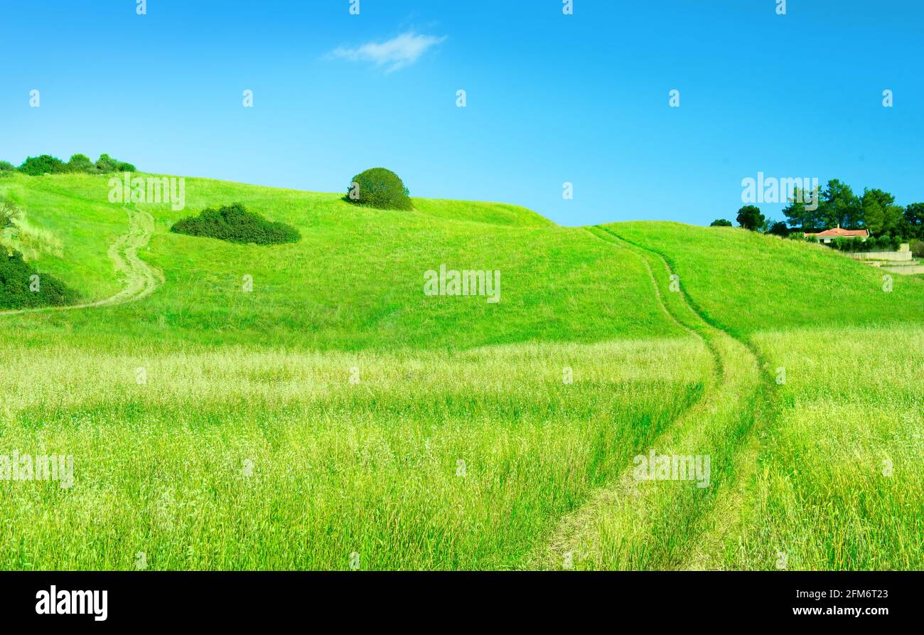 Paysage rural avec route de campagne à travers un champ d'avoine, et ferme à une distance au-dessus de la colline de l'herbe verte Banque D'Images