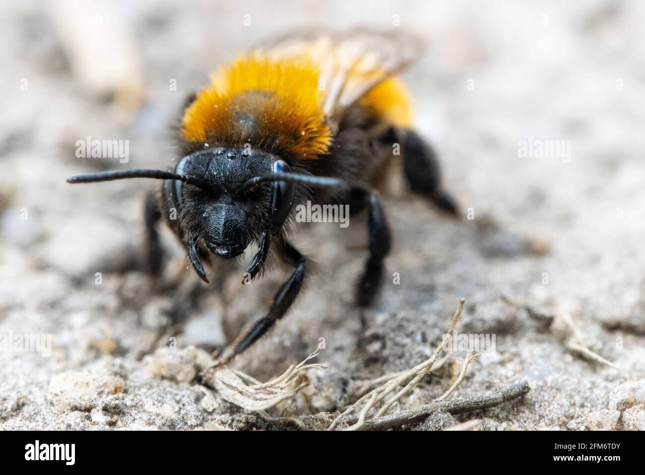 Faune du Royaume-Uni : vue macro de la face d'une femelle d'une abeille minière tawny (Andrena fulva) au printemps sur un sentier de la lande, West Yorkshire Banque D'Images