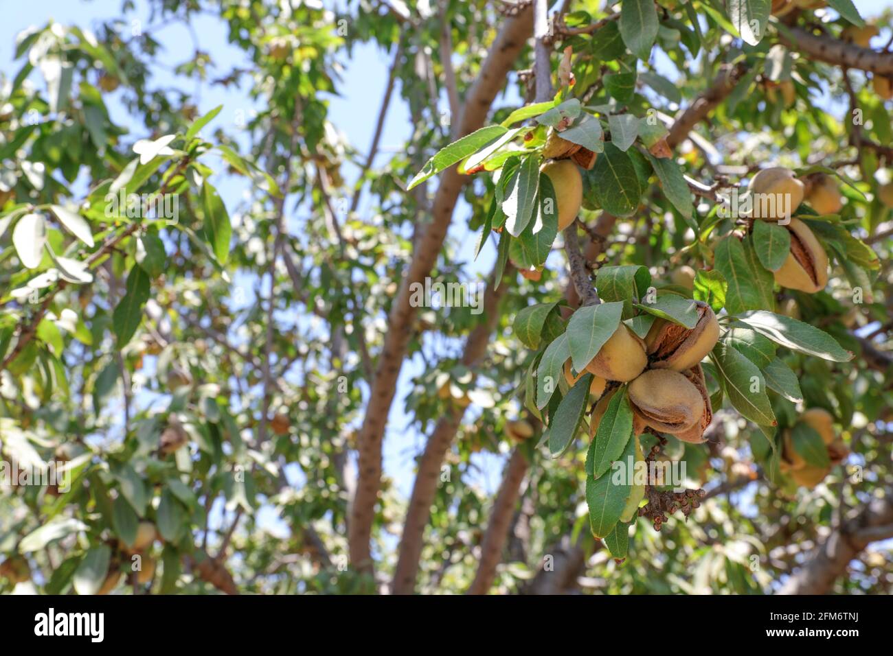 Noix d'amandes. Amandes vertes sur l'arbre prêtes pour la récolte. Banque D'Images