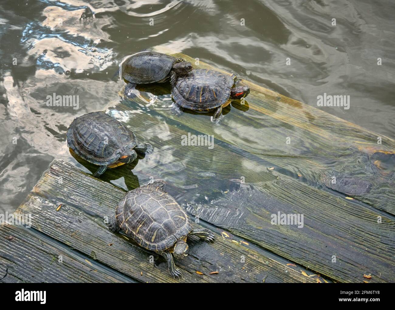 Tortues se prélassant au soleil sur une plate-forme en bois l'eau Banque D'Images