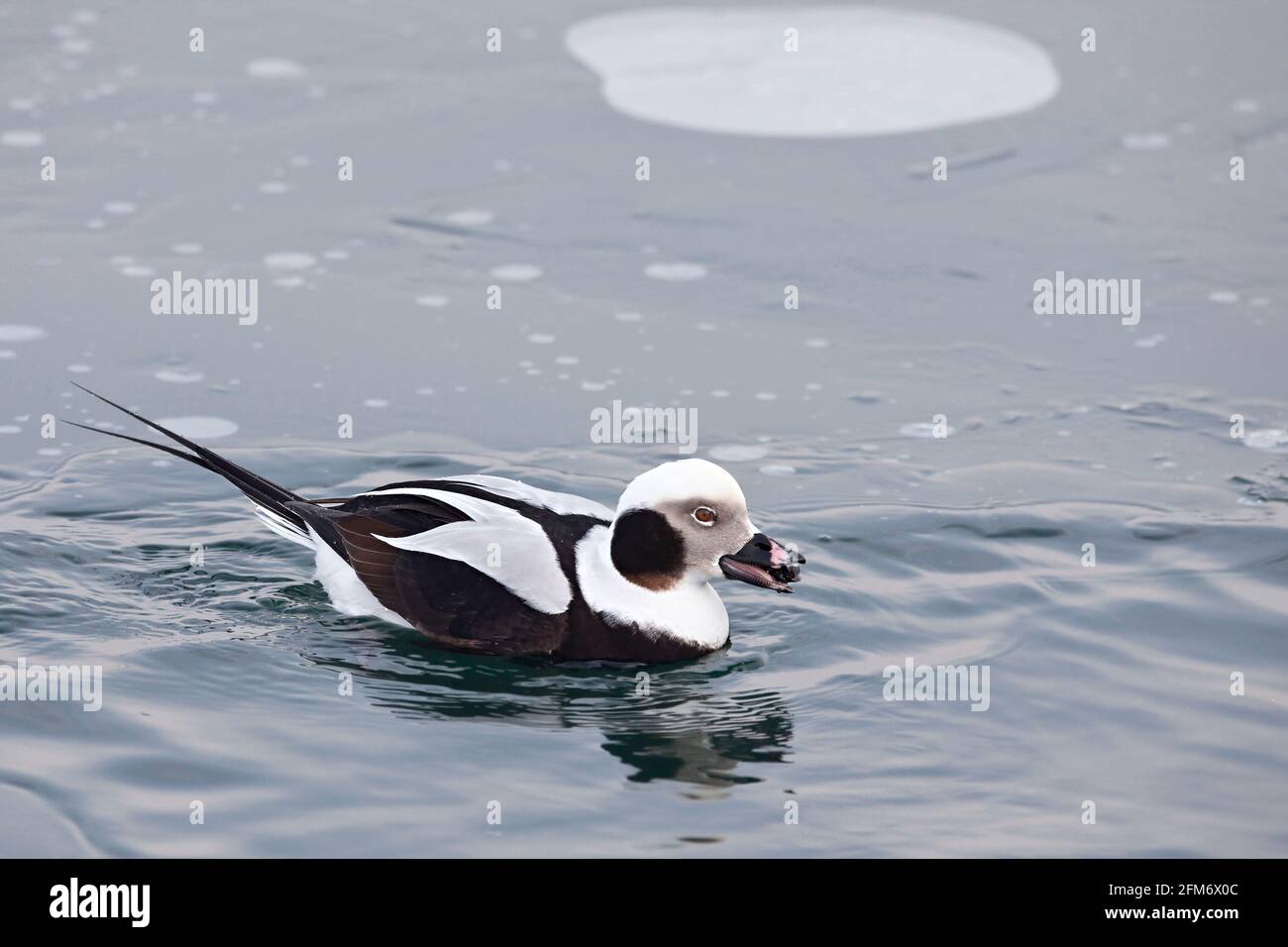 Un canard mâle à queue longue, Clangula hyemalis, avec une proie Banque D'Images