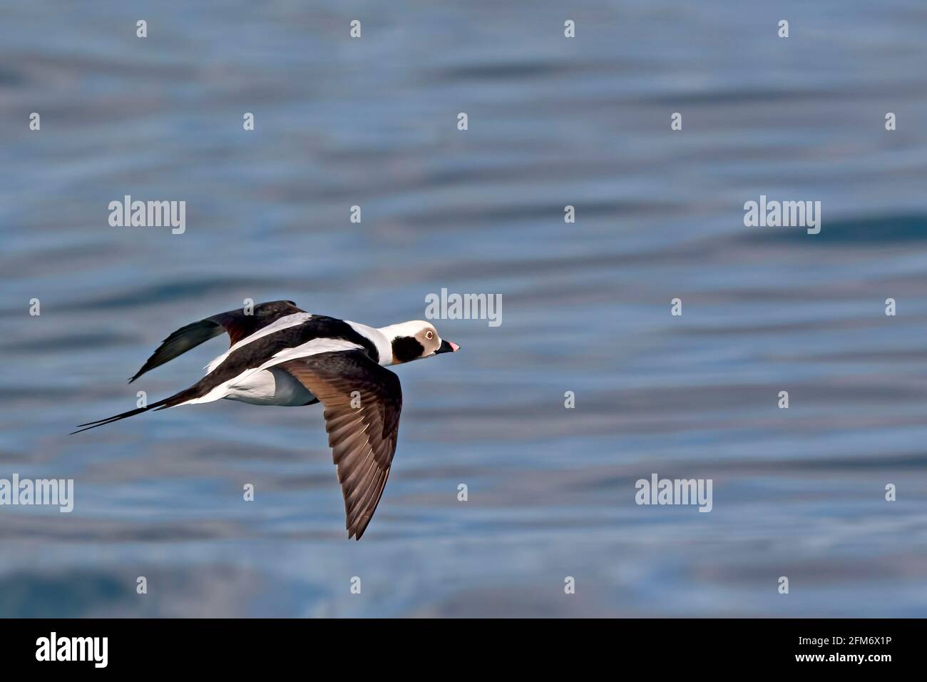 Un canard mâle à queue longue, Clangula hyemalis, en vol au-dessus de l'eau Banque D'Images