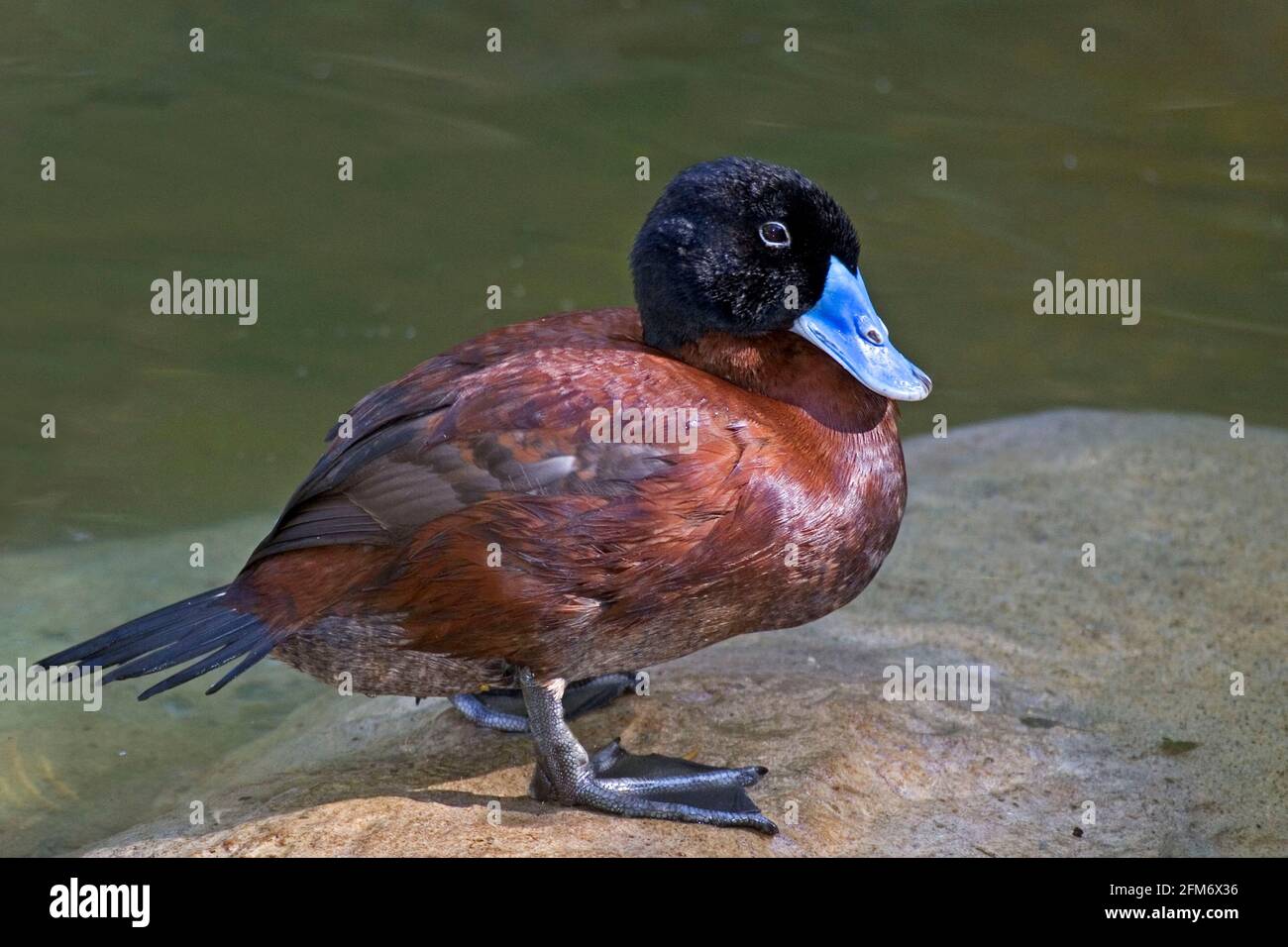 A Male Maccoa Duck, Oxyura maccoa, vue rapprochée Banque D'Images