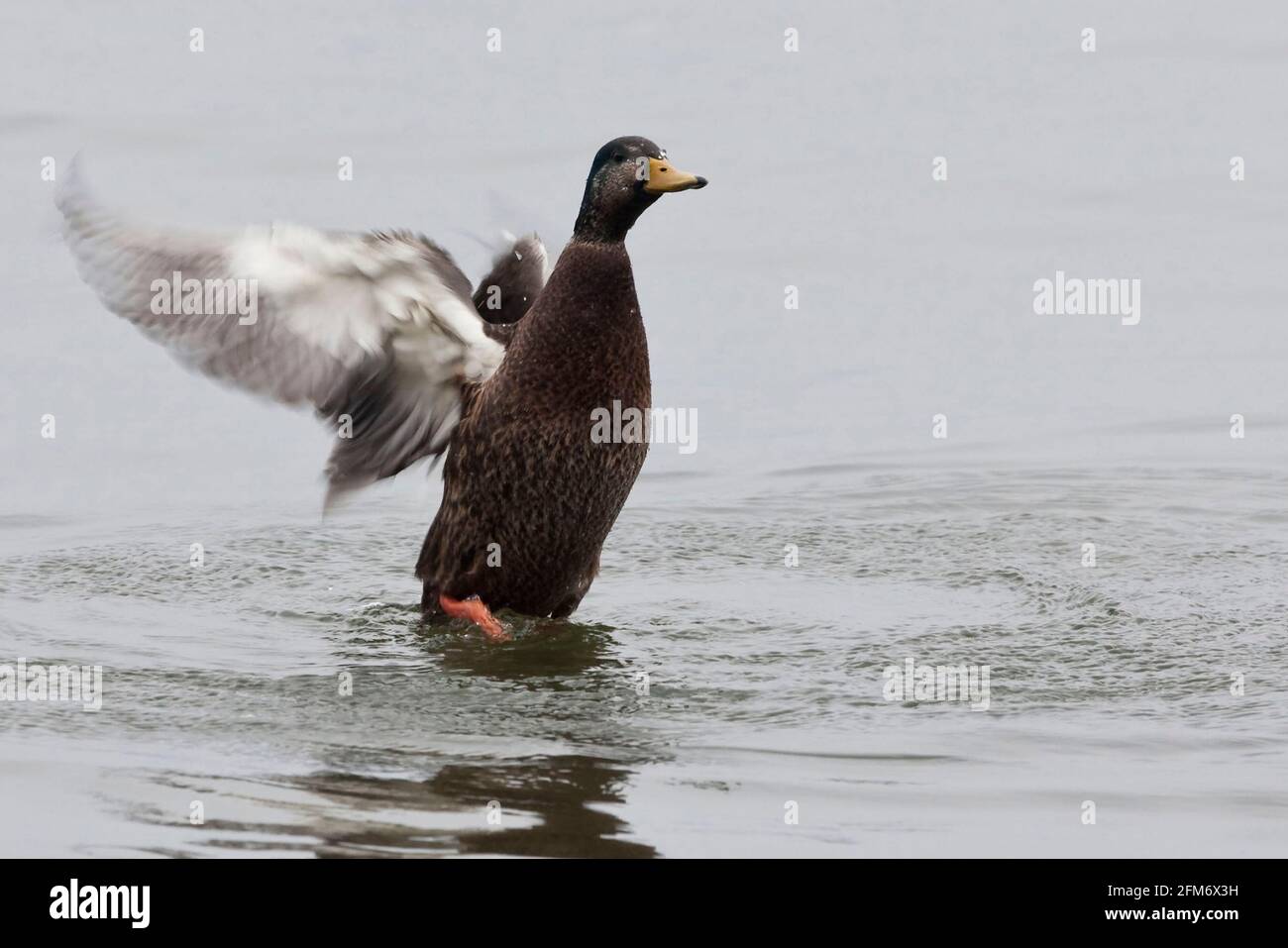 Hybride de Canard colvert, Anas platyrhynchos et de Canard noir américain, Anas rubripes Banque D'Images