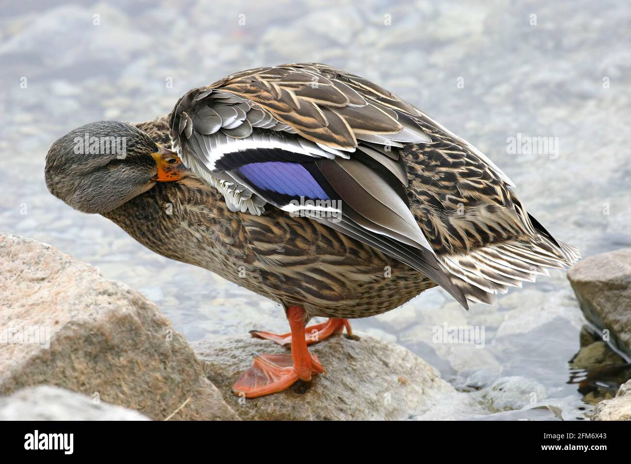 Un canard colvert femelle, Anas platyrhynchos, prêchant sur le rivage Banque D'Images
