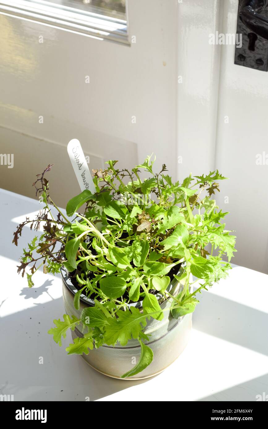 Faire pousser des feuilles de salade et des herbes par la fenêtre à la maison intérieur Banque D'Images