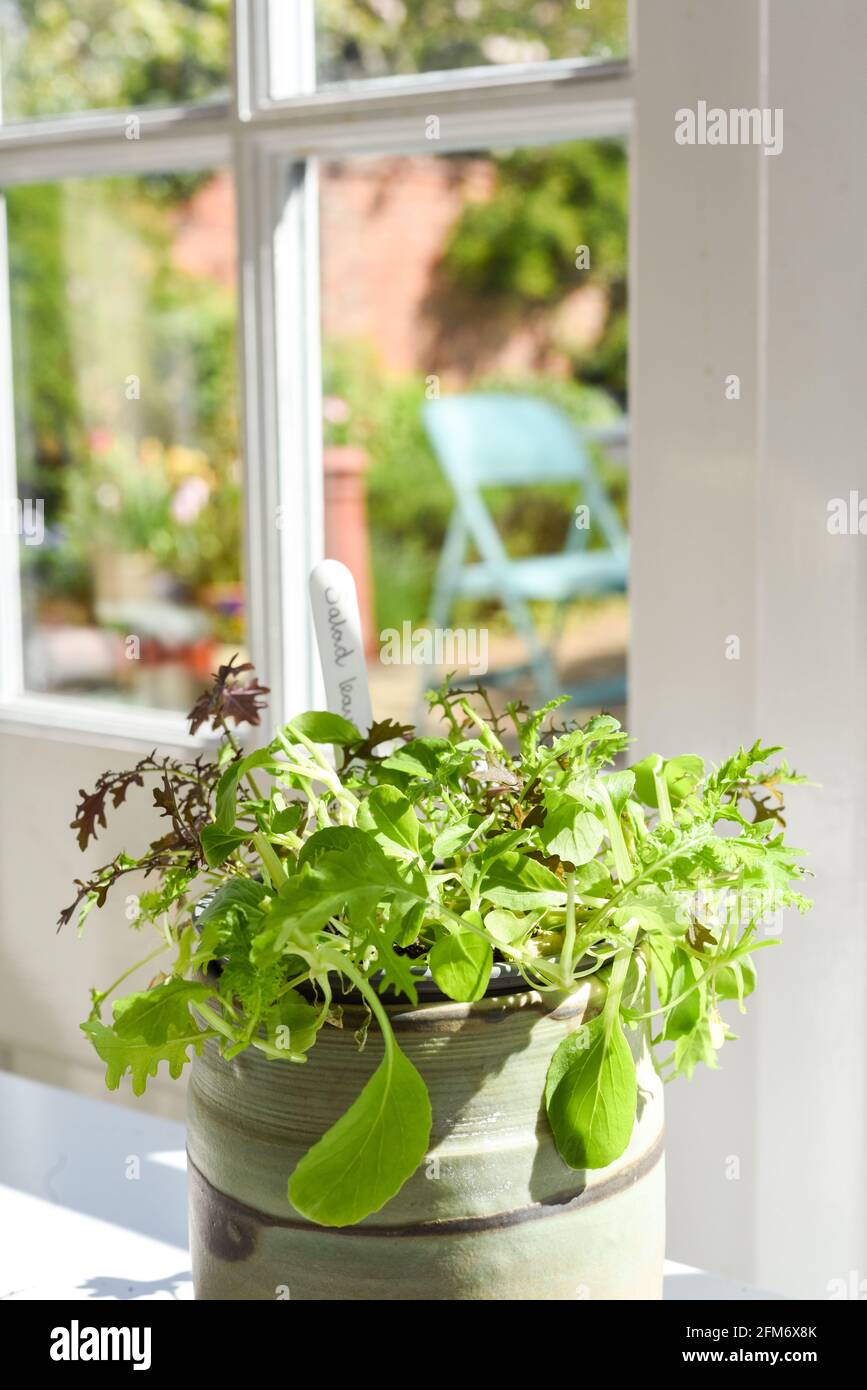 Faire pousser des feuilles de salade et des herbes par la fenêtre à la maison intérieur Banque D'Images