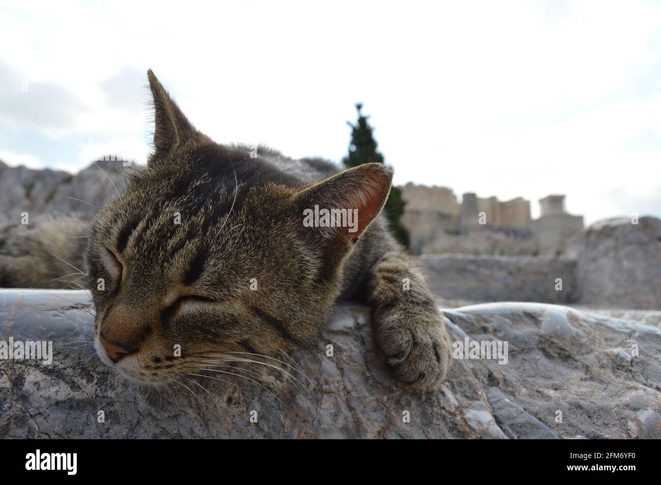 Chat endormi dans la pierre blanche en marbre d'Athènes, Grèce. Banque D'Images