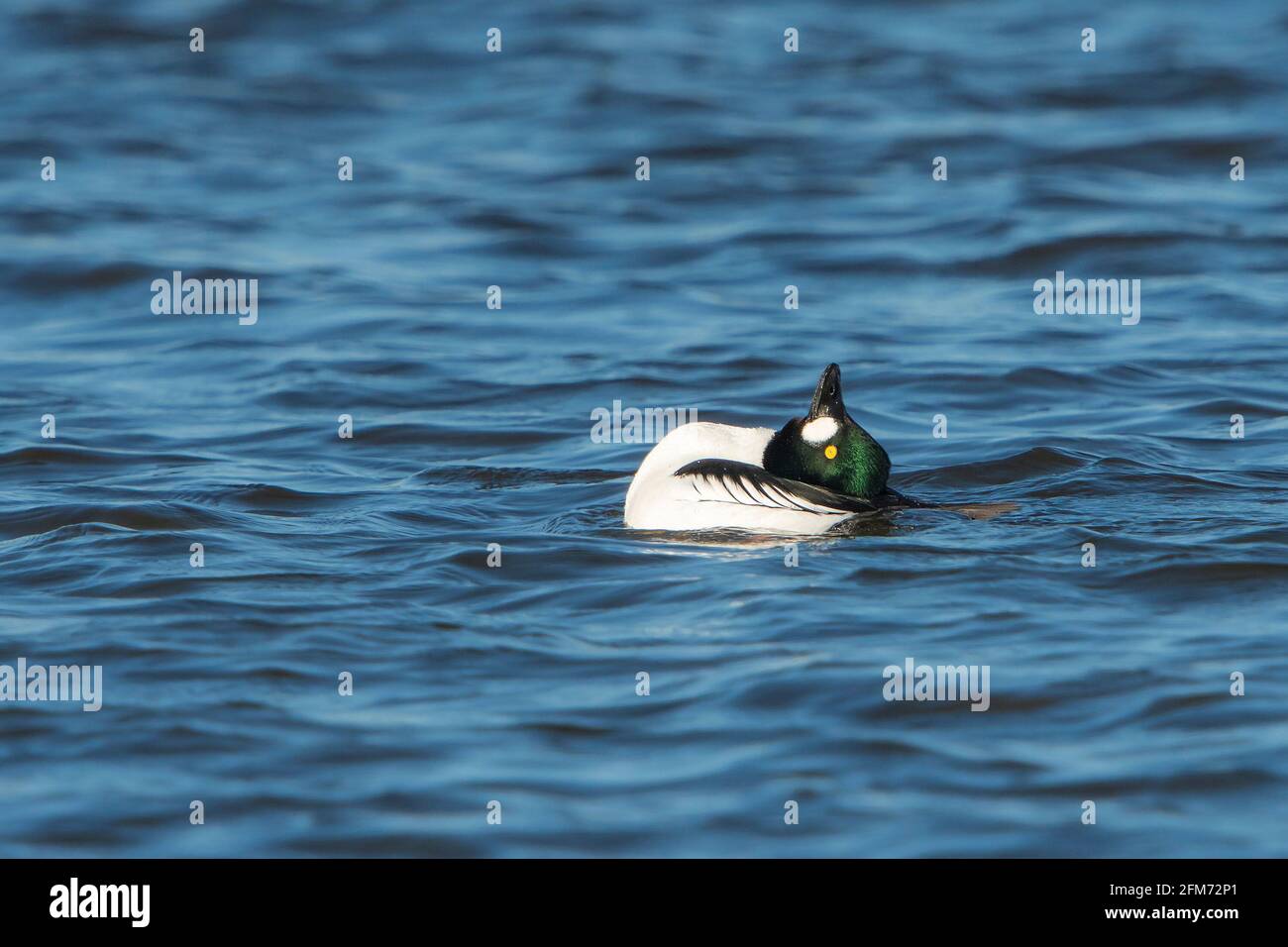 L'oeil de Goldeneye commun (Bucephala clangula) drake en exposition de vaisseau d'audience Banque D'Images