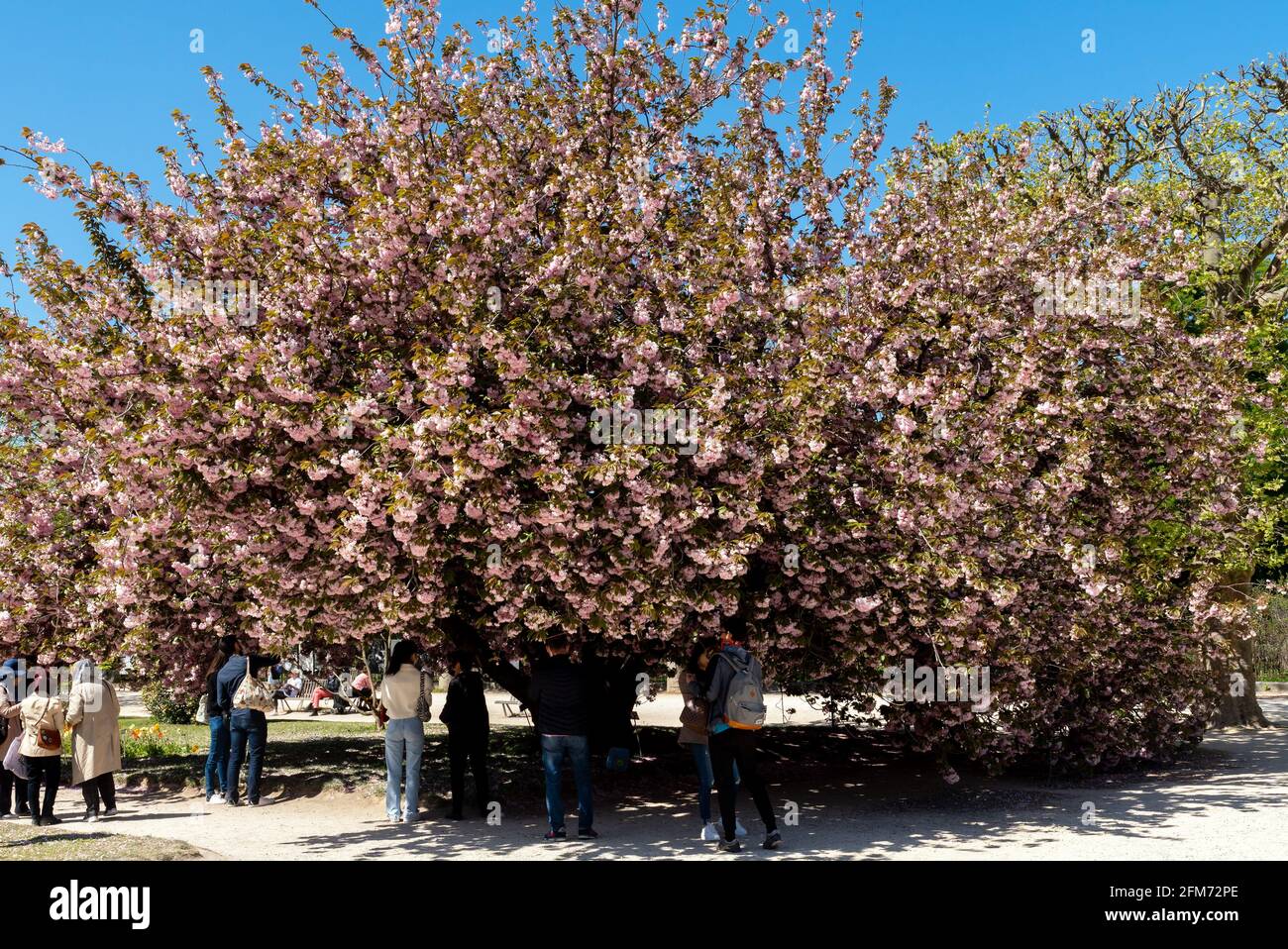 Cerisiers en fleurs dans le jardin des plantes à Paris Banque D'Images