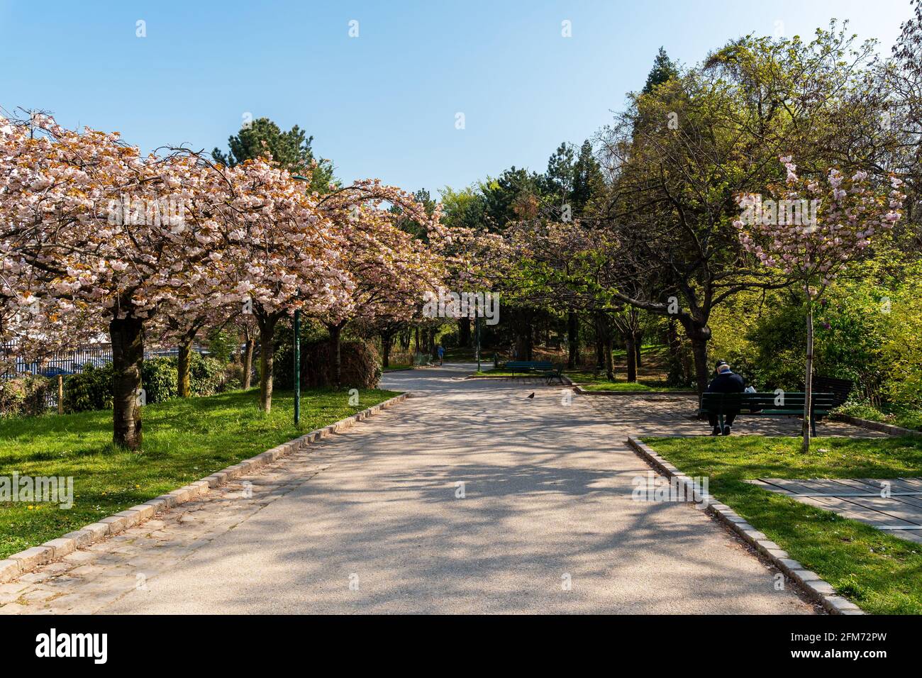 Cerisiers en fleurs dans le parc public Georges Brassens à Paris Banque D'Images