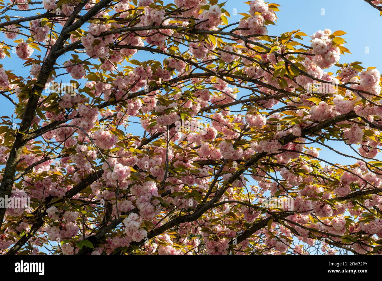 Cerisiers en fleurs dans le parc public Georges Brassens à Paris Banque D'Images