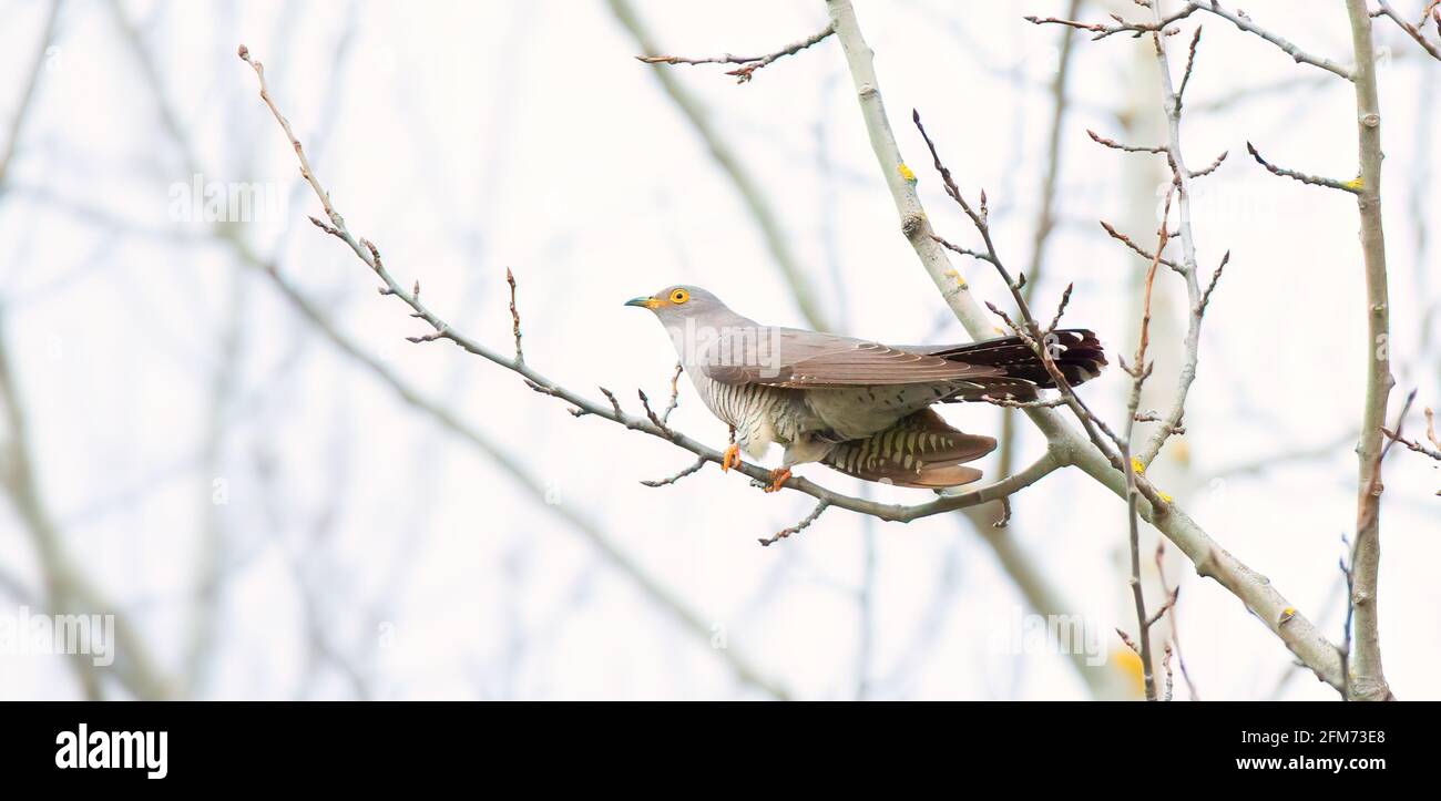 Cuckoo assis dans son habitat naturel sur une branche, la meilleure photo. Banque D'Images