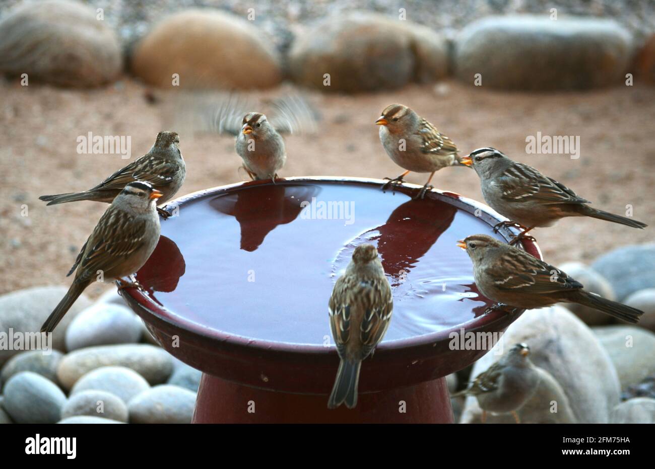 Les moineaux à couronne blanche boivent dans un bain d'oiseaux de cour à Santa Fe, Nouveau-Mexique. Banque D'Images