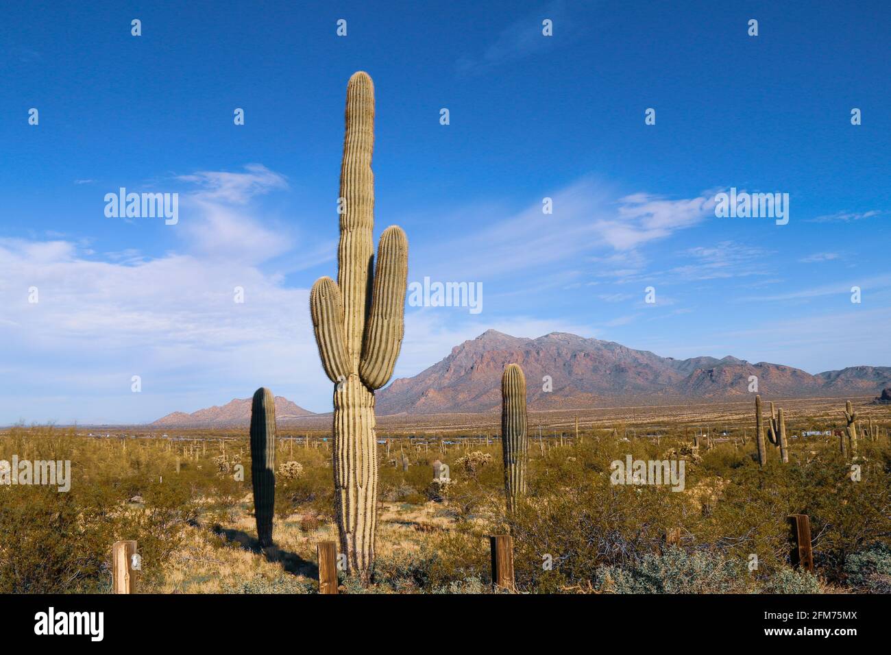 grande plante de brousse de cactus dans un cadre de désert avec chaîne de montagnes terrain de ranch sec au-delà de l'arrière-plan du paysage Banque D'Images