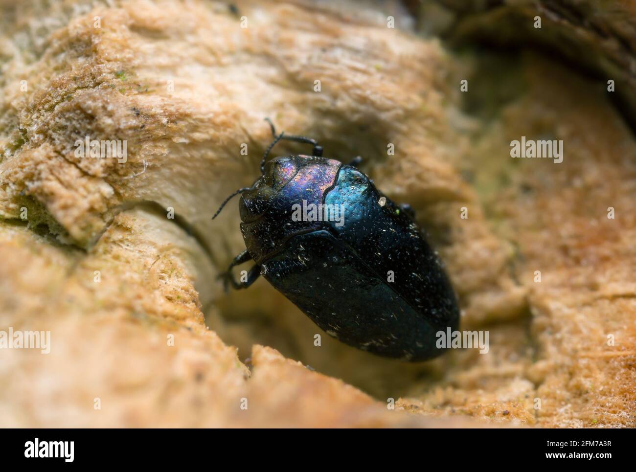 Photo macro d'un coléoptère de bijou, Trachys minuta sur bois Banque D'Images