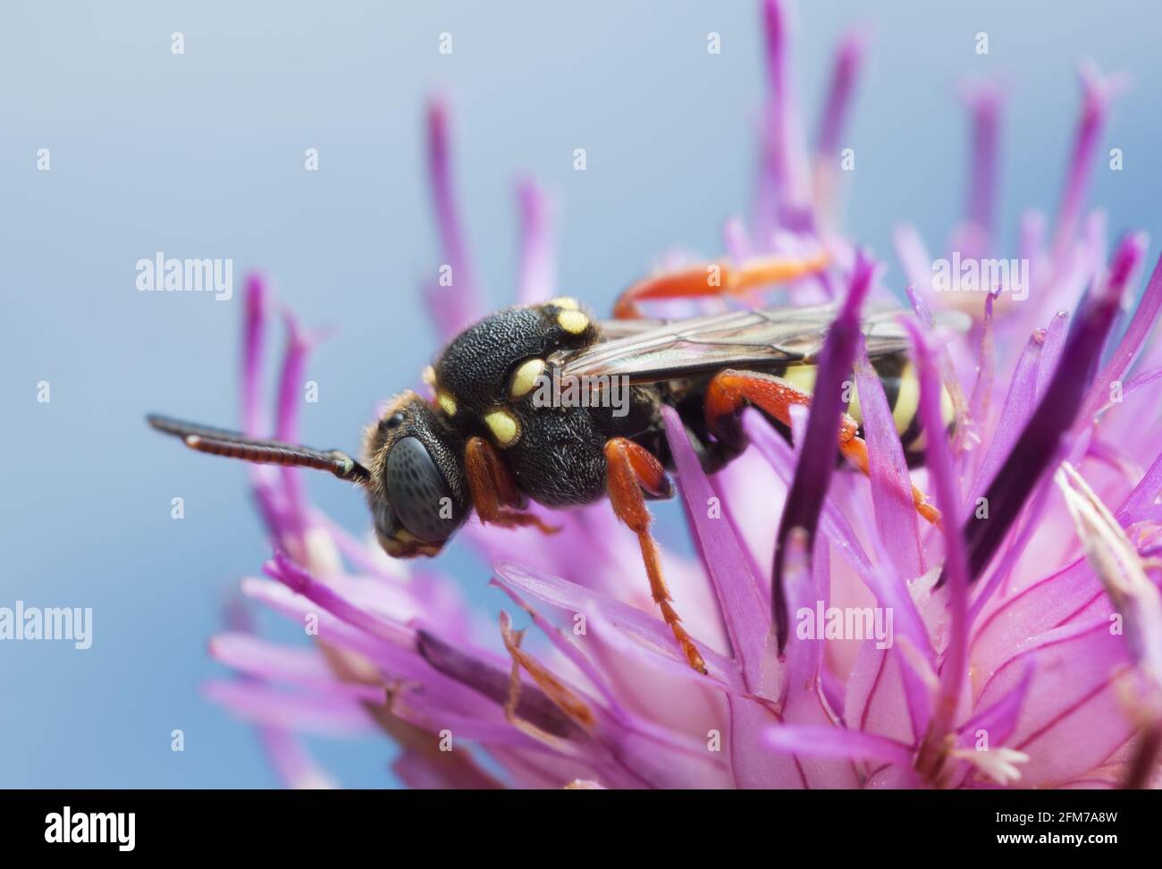 Blunthorn nomad, Nomada flavopicta sur le chevalier, macro photo Banque D'Images