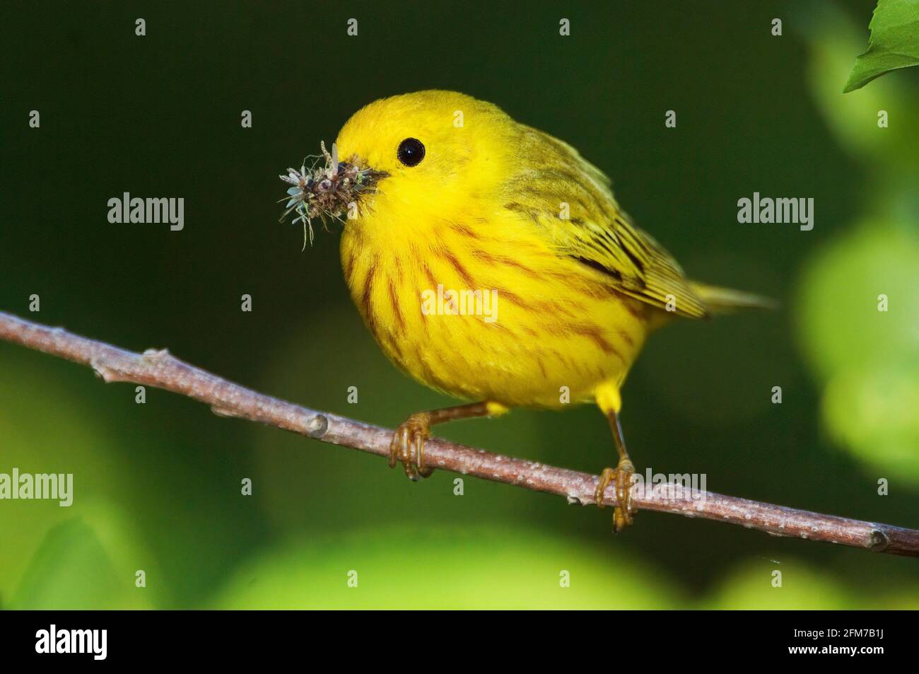 Paruline jaune mâle avec bec plein d'insectes Banque D'Images