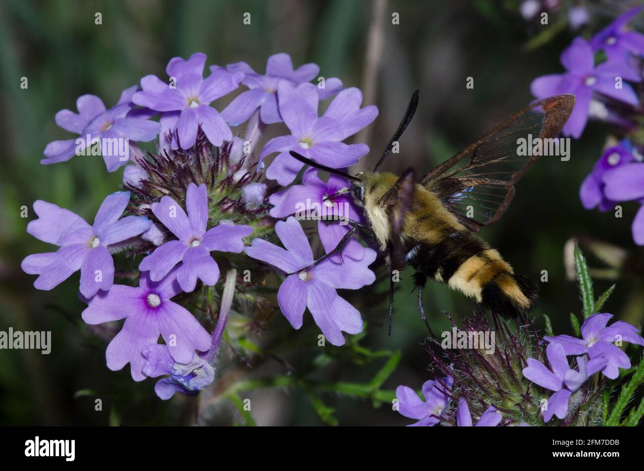 Herbale Ã ailes de fraises, Hemaris diffinis, en vol et en nectaring de Rose Mock Verbain, Glandularia canadensis Banque D'Images