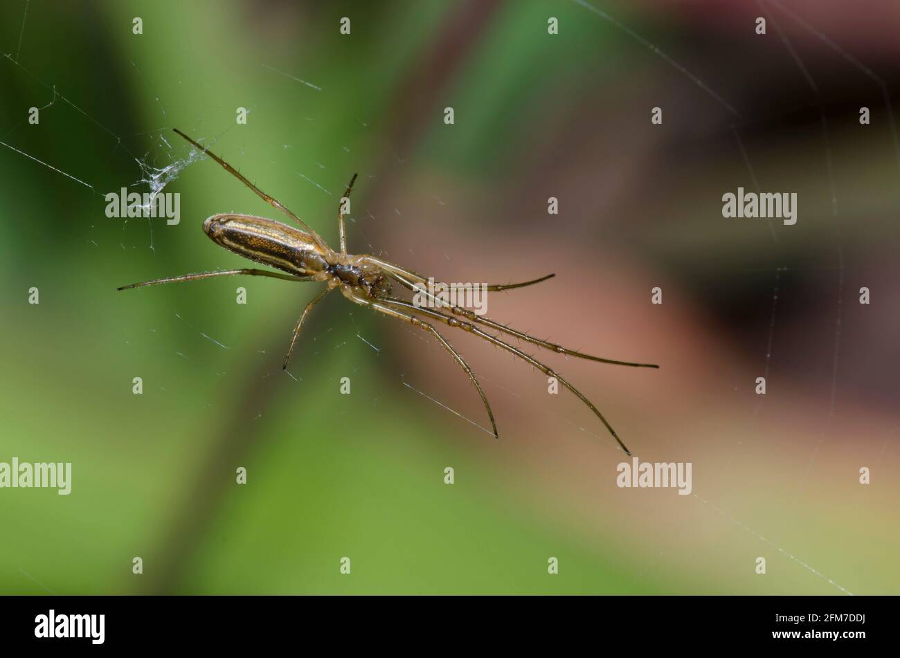 Longjawed Orbweaver, Tetragnatha sp. Banque D'Images