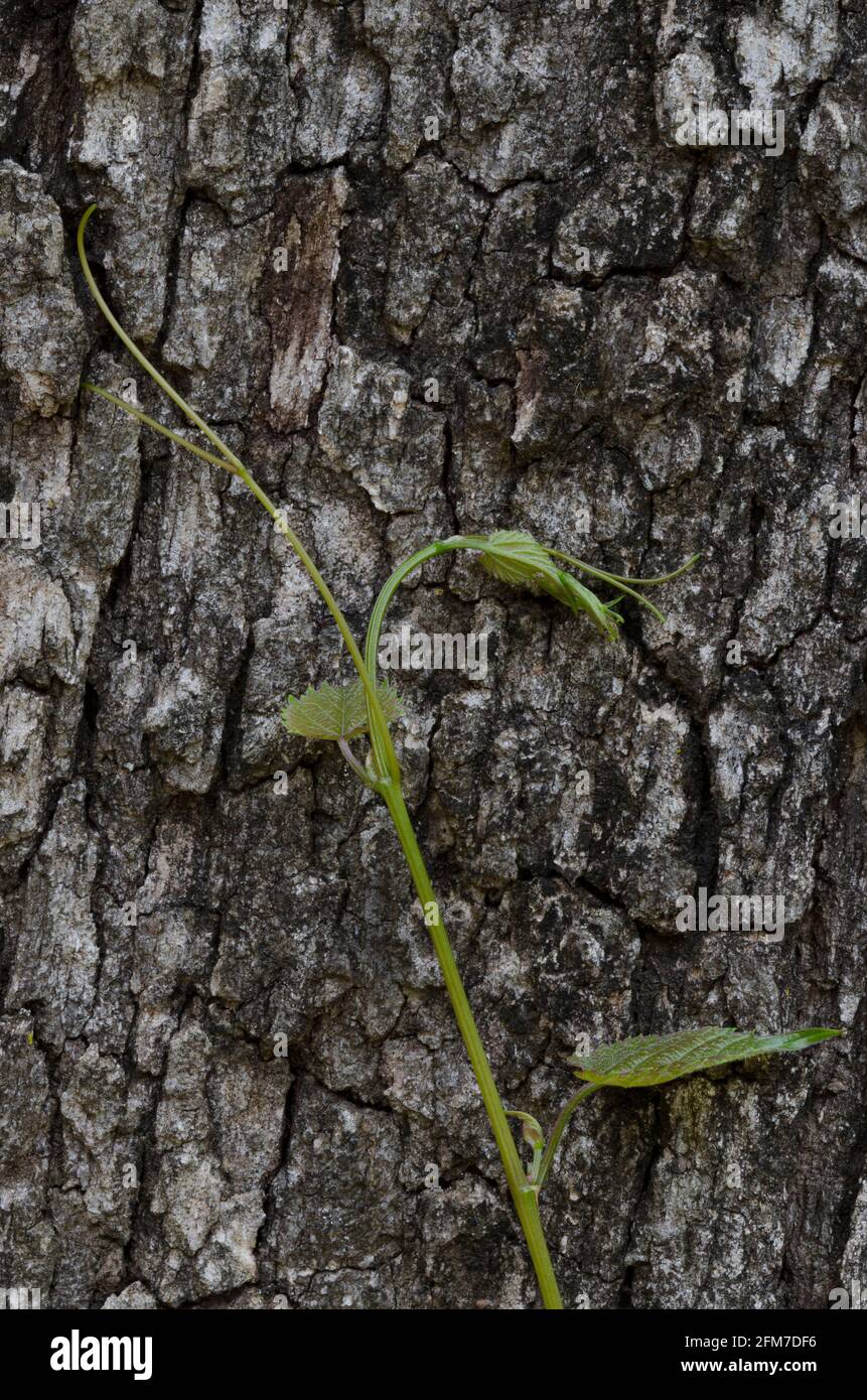Raisin, Vitis sp., vigne grimpant à Post Oak, Quercus stellata Banque D'Images