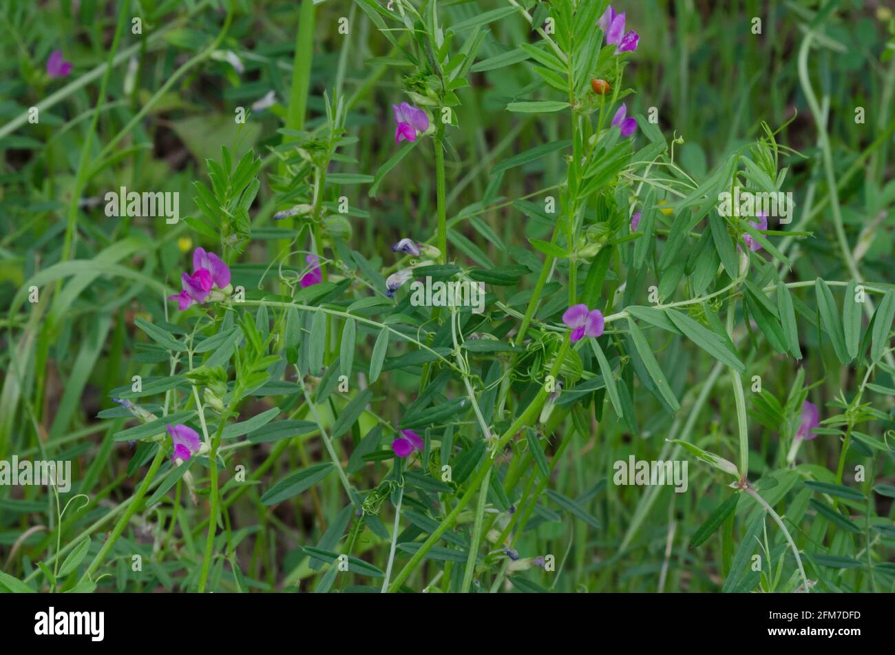 Jardin Vetch, Vicia sativa Banque D'Images