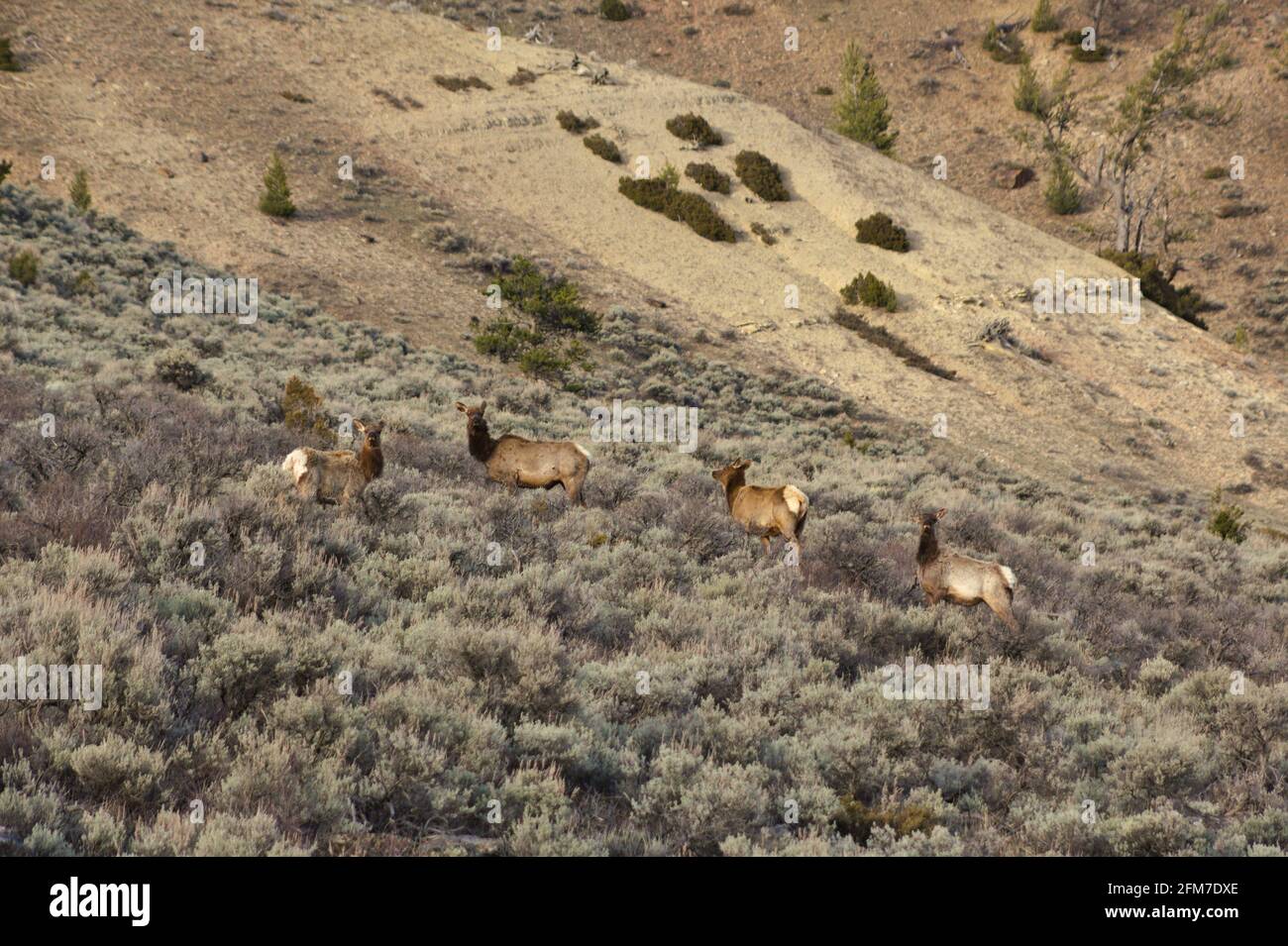 Broutement des wapitis dans une brosse de sauge Banque D'Images